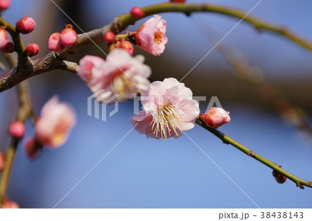 梅の花 梅の花 38438143