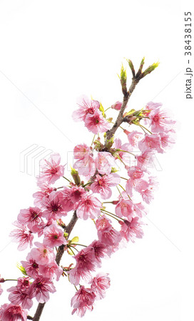桜 さくら サクラ 38438155