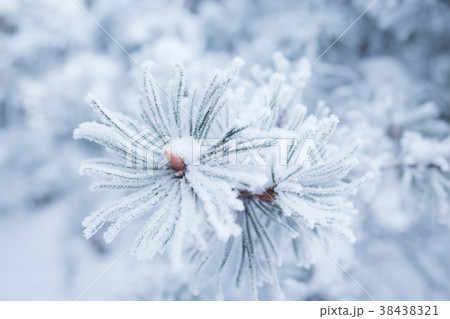 Hoarfrost on needles 38438321