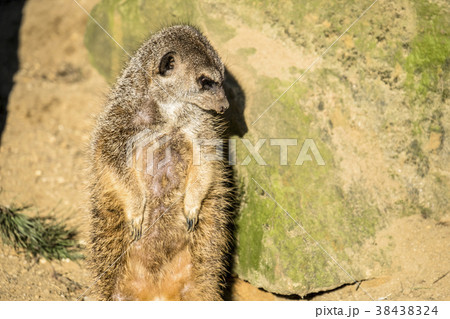 Alert meerkat ,Suricata suricatta, standing on 38438324