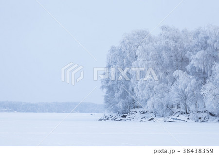 Trees covered in snow at lakeside Trees covered in snow at lakeside 38438359