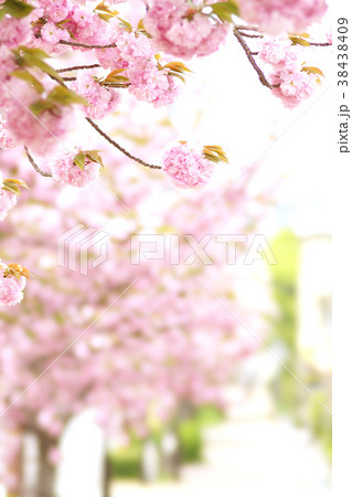 桜の散歩道 38438409