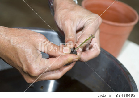 育てる する 行動 38438495