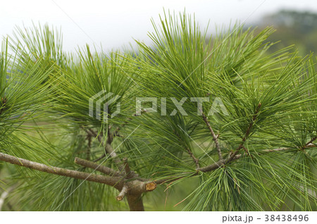 松 マツ 松の木 38438496