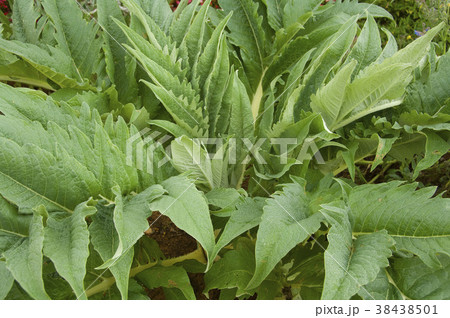 漢方薬 生薬 韓方薬 38438501