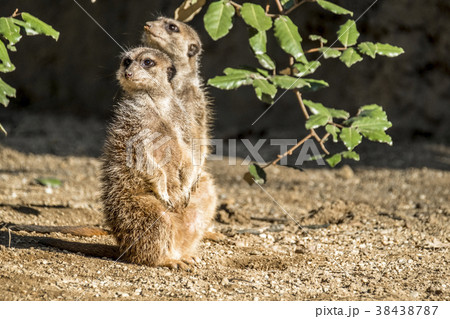 Alert meerkat ,Suricata suricatta, standing on 38438787