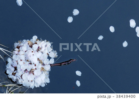風景写真 植物 弘前城お堀の桜花かんざし　花冷えの桜の花かんざし　青森弘前水に浮かぶ桜かんざし 38439400