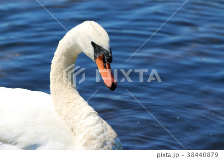 Swan swimming in a pond up close and personal 38440879