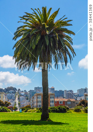 Palm tree on a green field in San Francisco 38441369