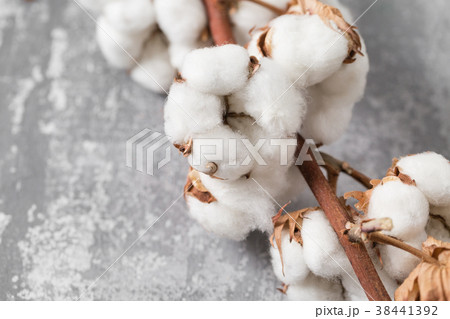 Dried cotton plant flower on old grey background Dried cotton plant flower on old grey background 38441392