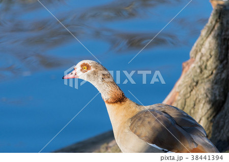 Egyptian Goose at Hyde Park, London, UK 38441394