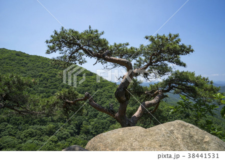 坡州市 植物 屋外 38441531