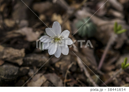 花 植物 屋外 38441654
