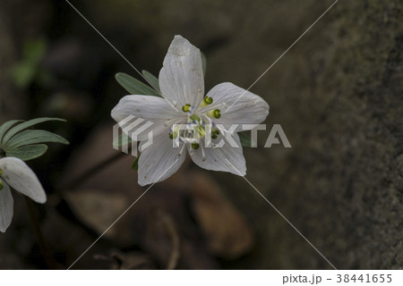 花 植物 屋外 38441655