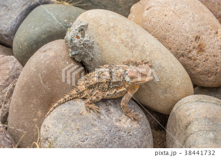 Arizona Horned Toad 38441732