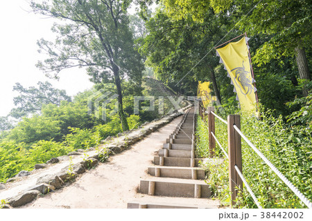風景 韓国 植物 38442002