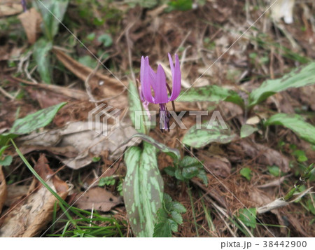 カタクリの花 カタクリの花 38442900