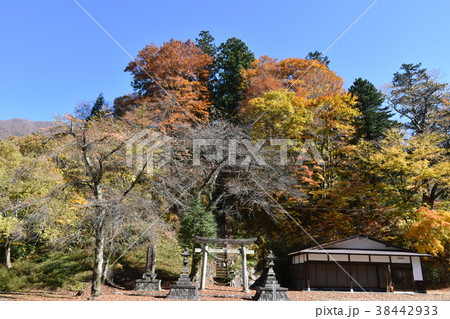 御母衣白山神社の紅葉 白川村 御母衣白山神社の紅葉 白川村 38442933