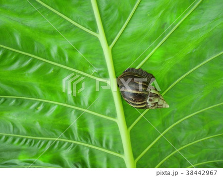 葉の裏に付いている大きなカタツムリ　アフリカマイマイAchatina fulica　（インドネシア） 38442967