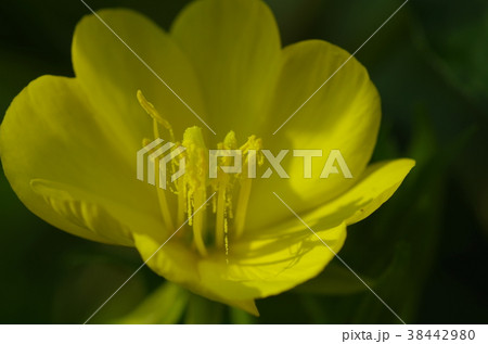 待宵草 待宵草 38442980