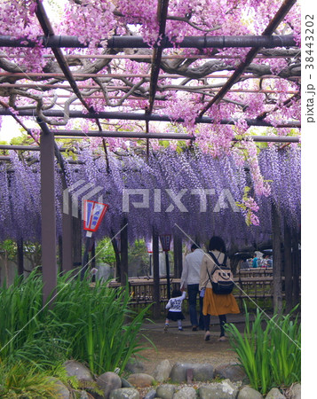 アカフジ＆ナガフジ：熊野の長藤で有名な行興寺（磐田市) 38443202