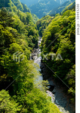 Bright Green Trees Bright Green Trees 38443280