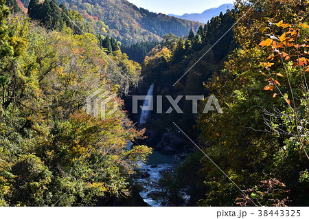 手取峡谷　綿ヶ滝　紅葉 38443325