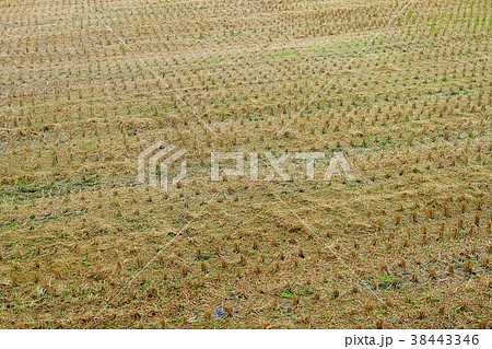 たんぼ 田んぼ 田圃 38443346