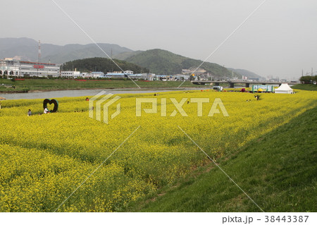 菜種 黄色 イエロー 38443387