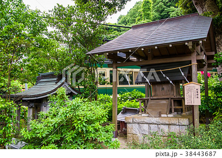 江ノ電 御霊神社のアジサイ 江ノ電 御霊神社のアジサイ 38443687