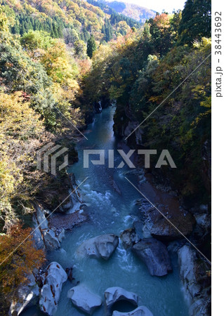 手取峡谷　不老橋からの紅葉 38443692