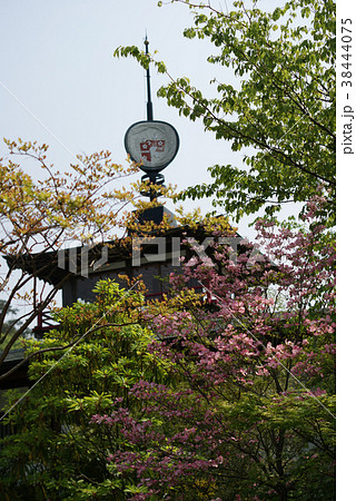 鯉幟が泳ぐ川 瀬戸川 鯉幟が泳ぐ川 瀬戸川 38444075