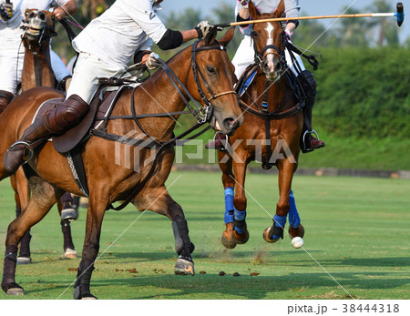 Horse Polo players are competing Horse Polo players are competing 38444318