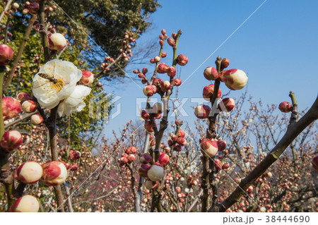 須磨離宮公園の白梅と青空 38444690
