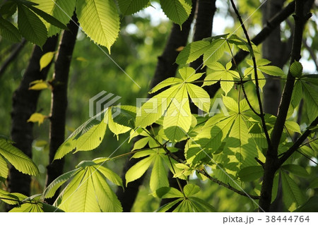 栃の木 38444764