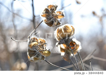 枯れ芙蓉 枯れ芙蓉 38444840