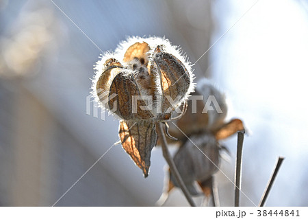 枯れ芙蓉 38444841