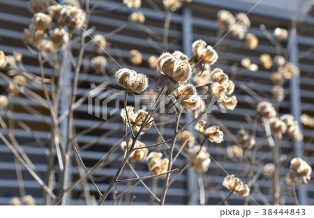 枯れ芙蓉 38444843