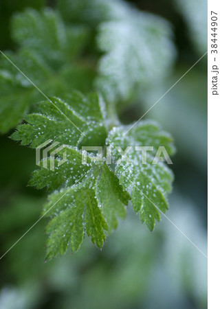 鳥取 四季の散歩 春 マクロ 鳥取 四季の散歩 春 マクロ 38444907