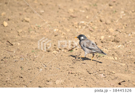 ムクドリ(椋鳥) ムクドリ(椋鳥) 38445326