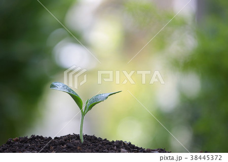 Growing green tree Growing green tree 38445372