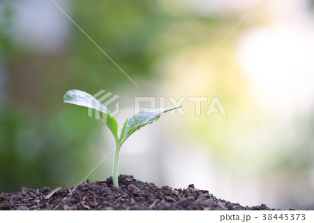 Growing green tree Growing green tree 38445373