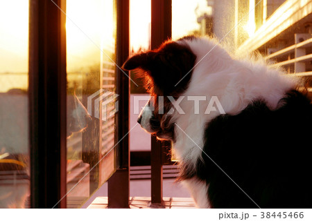 Border Collie Pet Dog in balcony at sunset 38445466