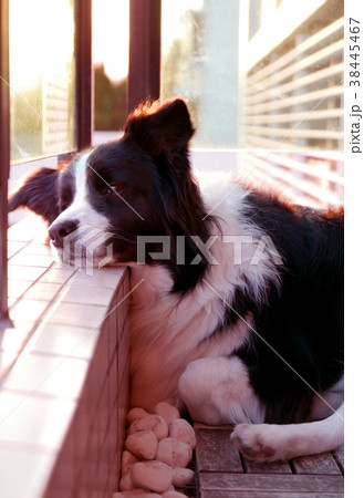 Border Collie Pet Dog At Sunset Border Collie Pet Dog At Sunset 38445467