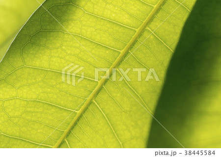観葉植物 葉脈 パキラの写真素材