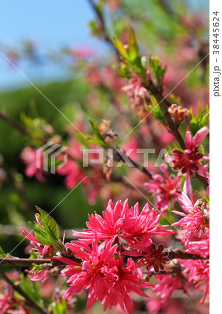 キクモモの花 キクモモの花 38445624