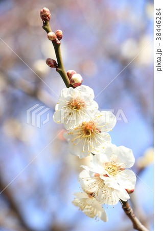池上梅園の白梅 38446284