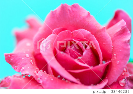 Close up of a red rose with water drop 38446285