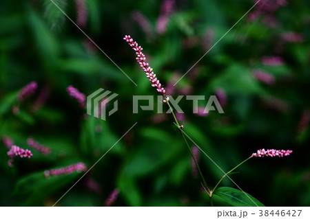 イヌタデの花 イヌタデの花 38446427