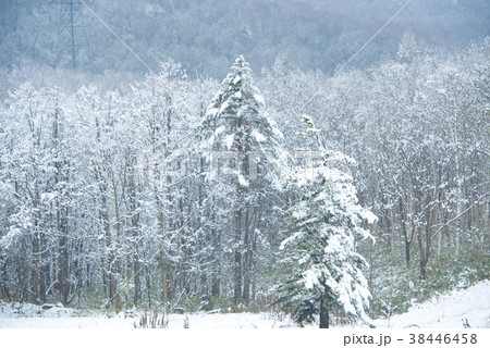 雪化粧した北海道風景 雪化粧した北海道風景 38446458